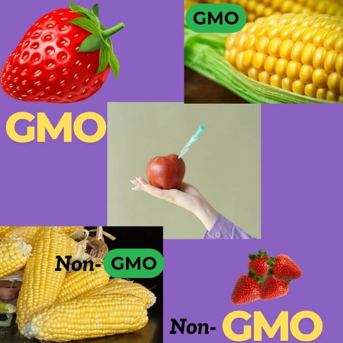 What Are Gmos?